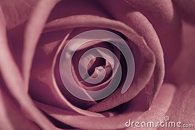 Close Up Fresh Bloomed Pale Coral Rose for Background. Tender pink colored rose flower with delicate layered petals macro close up Stock Photo