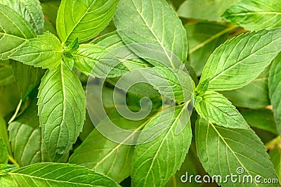 Fresh chinese wild mint leaves in the garden, top view Stock Photo