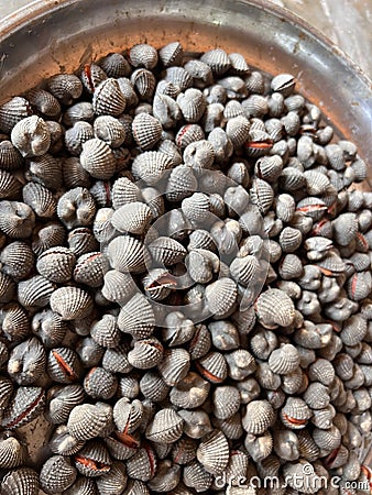 Close up fresh cockle in the market. Stock Photo