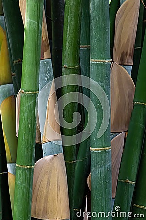 Close-up of fresh green bamboo tree cluster Stock Photo