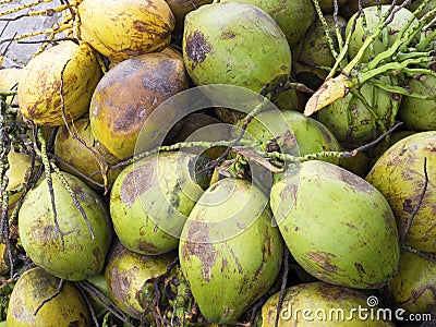 Close up of fresh green coconuts Stock Photo