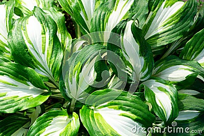 Close up of fresh green leaves with white stripes of Hosta Patriot plant. Botanical Foliage. Nature Background. Stock Photo