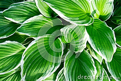 Close up of fresh green leaves with white stripes of Hosta Patriot plant. Botanical Foliage. Nature Background. Stock Photo