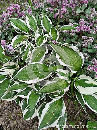 Close up of fresh green leaves with white stripes of Hosta Patriot plant. Botanical Foliage. Nature Background Stock Photo