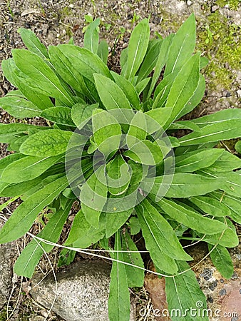 Close up of fresh green leaves with white stripes of Hosta Patriot plant. Botanical Foliage. Nature Background Stock Photo