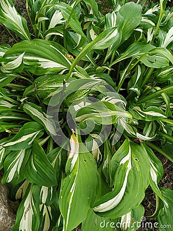 Close up of fresh green leaves with white stripes of Hosta Patriot plant. Botanical Foliage. Nature Background Stock Photo