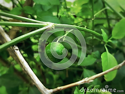 Fresh Green Lime Fruit Against Tree Background Stock Photo