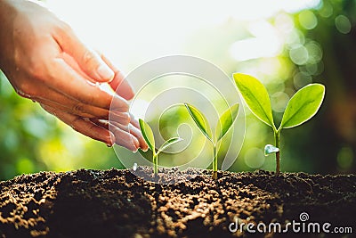 Close-Up Of Fresh Green Plant Growing,Tree Growth Steps In nature And beautiful morning lighting Stock Photo
