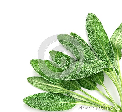 Close up a fresh green sage herb leaf on white background Stock Photo