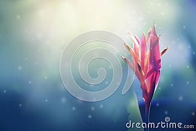 Close up fresh heliconia flowers and soft blurred beautiful nature for background. Stock Photo