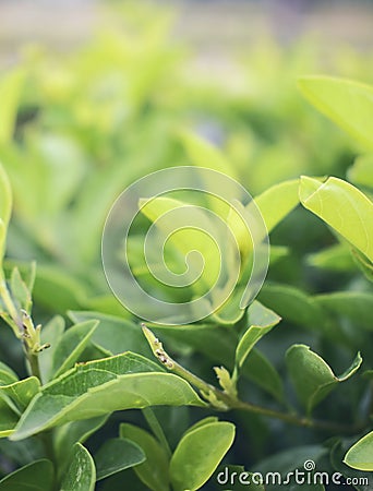 Close up of fresh leaves Stock Photo