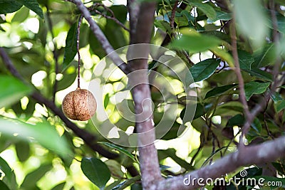 Close-up of fresh nutmeg on tree Stock Photo