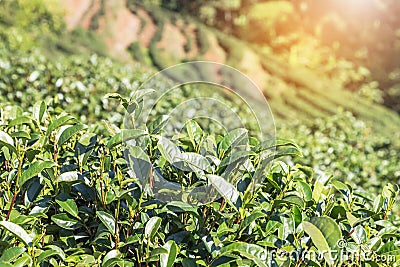 Close up fresh oolong tea leaves or black dragon tea leaves on tree Stock Photo