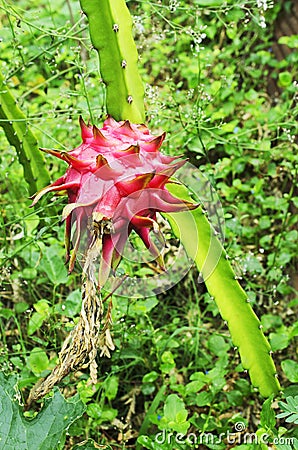 Close up of Fresh red dragon fruit backgrounds Stock Photo