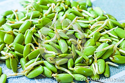 Close Up Fresh Riang Parkia Seeds Stock Photo