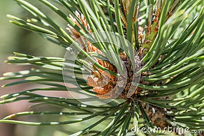 Close-up of a fresh shoot of a pine tree, Germany Stock Photo