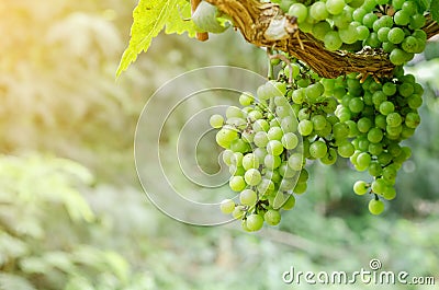 Close up of fresh young bunch grapes. Stock Photo