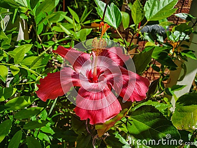 Close-up of freshly bloomed red hibiscus surrounded by green leaves Stock Photo