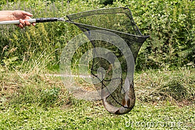 close-up of freshly caught pike on a hook in his hand of the fisherman on the river background Stock Photo