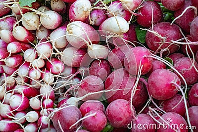 Close-up of freshly harvested red and white radishes. Stock Photo