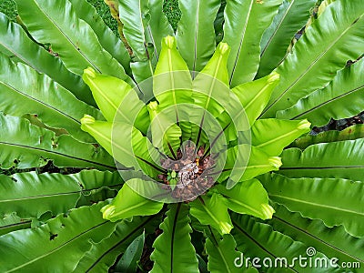 Close up freshness and big leaves of Bird`s nest fern Stock Photo