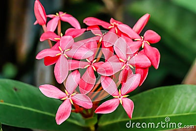 Closeup of freshness pink Ixora flower in the garden Stock Photo