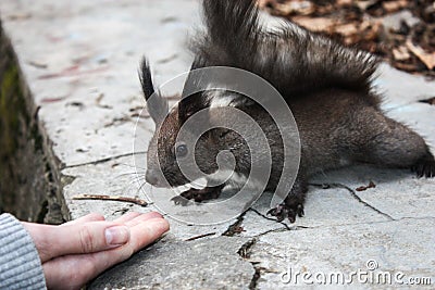 Close up of a friendly brown squirrel near a hand Stock Photo