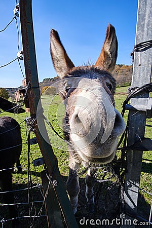 close-up of a friendly donkey in the countryside Stock Photo