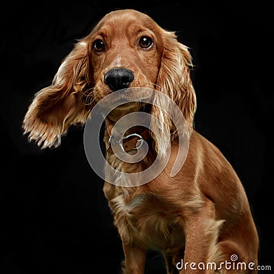 Close-up front portrait of a cute coker spaniel isoalted on a black background. Stock Photo