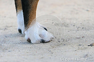 Close-up of the front paws of a dog of the Jack Russell Terrier breed Stock Photo