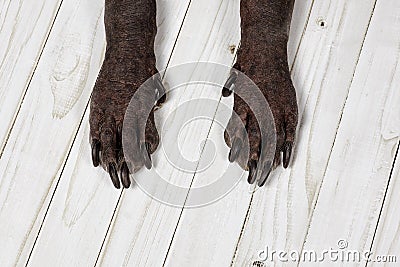 Close up front paws of Xoloitzcuintle dog, or Mexican Hairless breed, with dark skin and black nails, on white wooden background. Stock Photo