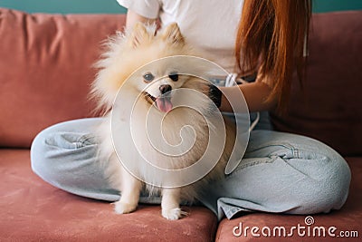 Close-up front view of cute white pretty spitz pet dog, unrecognizable young woman stroking loving puppy on comfortable Stock Photo