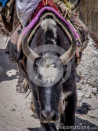 Close up, front view of domestic yak Bos grunniens head. Stock Photo