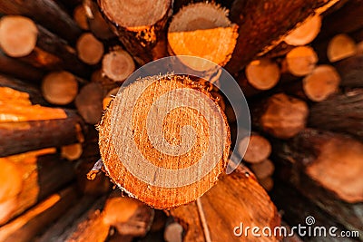 A close up front view of a pile of freshly cut trees striped of branches and prepared for the saw mill part of the logging Stock Photo