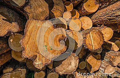 A close up front view of a pile of freshly cut trees striped of branches and prepared for the saw mill part of the logging Stock Photo