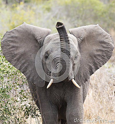 Close up frontal portrait of young elephant, Loxodonta africana, trumpeting with raised trunk Stock Photo