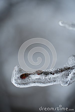 Close up of a frozen glass like tree branch with buds after a frozen rain Stock Photo