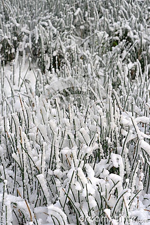 Close-up of frozen grasses caught under snow Stock Photo