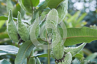 Close-up on the fruits follicles aka pods of the common milkweed. Stock Photo