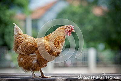 Close up full body of brown chicken in organic livestock farm Stock Photo