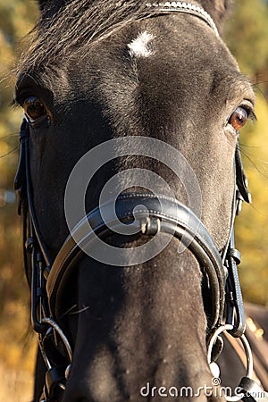 Black steed head full face closeup Stock Photo