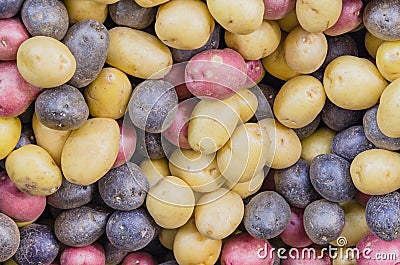 Pile of organic mixed medley rainbow potatoes background Stock Photo