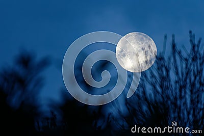 Close up of the full moon rising at night behind silhouettes of tree Stock Photo