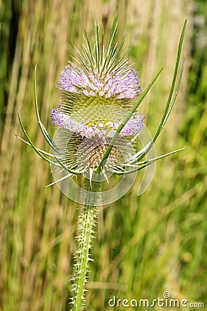 Wild Teasel - Dipsacus fullonum Stock Photo