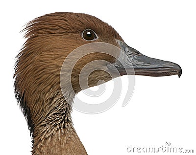 Close-up of Fulvous Whistling Duck, Dendrocygna bicolor, 5 years old Stock Photo