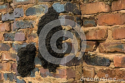 Close-up of a fungus-growing termite nest on a brick wall Stock Photo