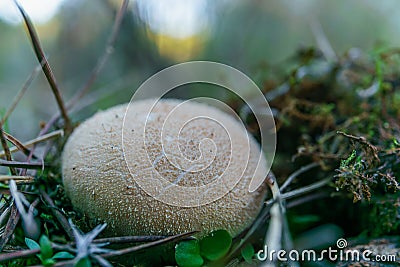 close-up of a fungus ,Scleroderma areolatum Stock Photo