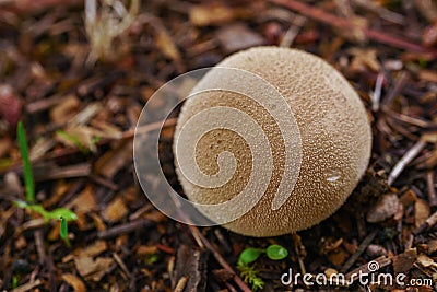 close-up of a fungus ,Scleroderma areolatum Stock Photo