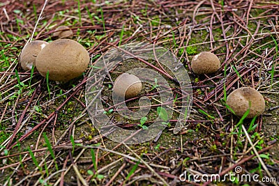 close-up of a fungus ,Scleroderma areolatum Stock Photo