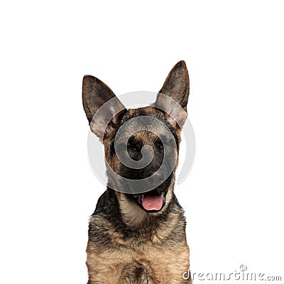 Close up of funny german shepard panting with eyes closed Stock Photo